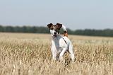 FOX TERRIER POIL LISSE 165